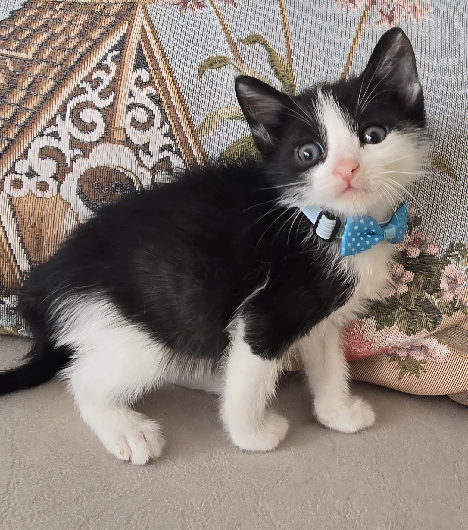 patican - Sahiplenme İlanı